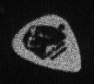 Ca. 2000, photo of Pete’s Pete’s Guitar pick.